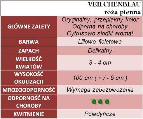 VEILCHENBLAU pienna róża gł. zal